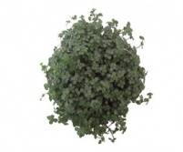 PILEA GLAUC GREYZY