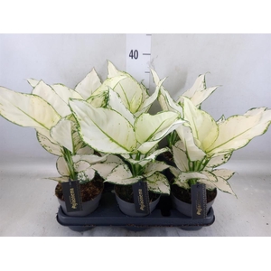 Aglaonema  'White Joy'
