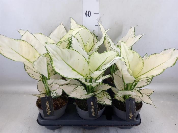 <h4>Aglaonema  'White Joy'</h4>