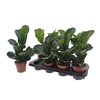 Ficus Lyrata Bambino