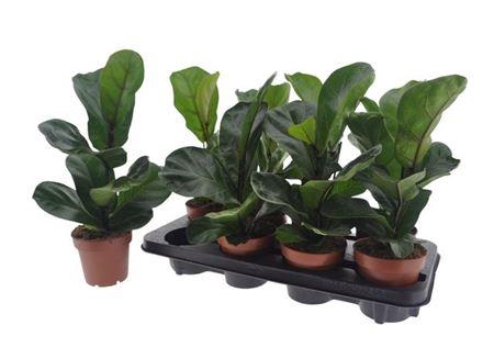 Ficus Lyrata Bambino