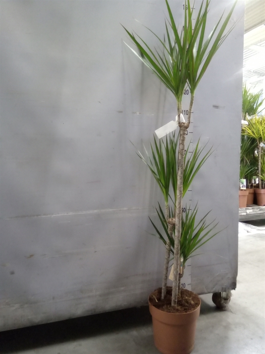 <h4>Dracaena marg.</h4>