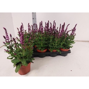 SALVIA NEMOROSA