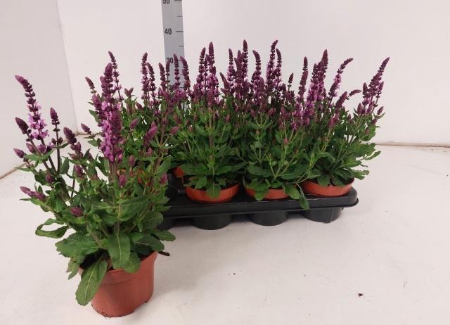 <h4>SALVIA NEMOROSA</h4>