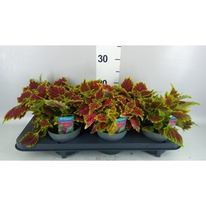 Plectranthus col. 'MSt Bourbon Str'