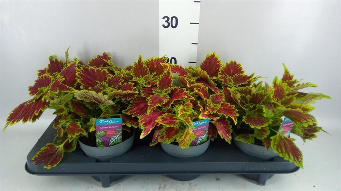 <h4>Plectranthus col. 'MSt Bourbon Str'</h4>