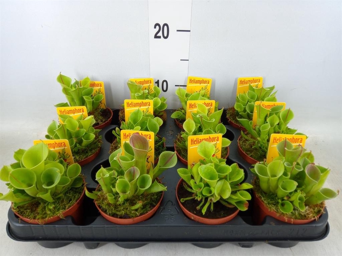 <h4>Vleesetende planten</h4>