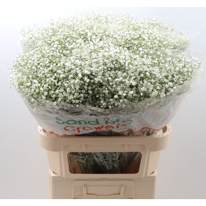 Gypsophila Paniculata Zinzi Di