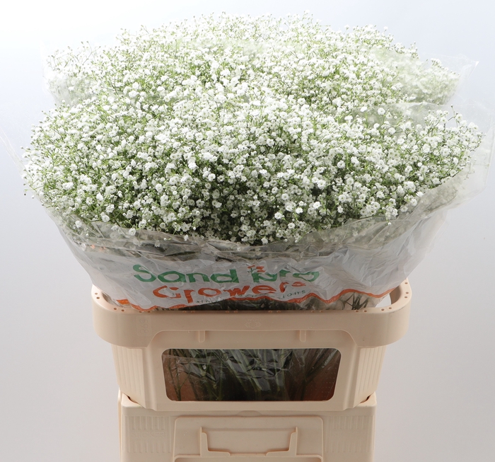 <h4>Gypsophila Paniculata Zinzi Di</h4>