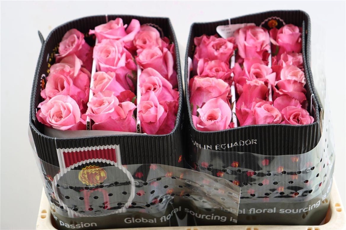 <h4>R Gr Art Deco</h4>