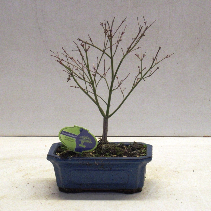 <h4>acer palmatum "little princess"</h4>
