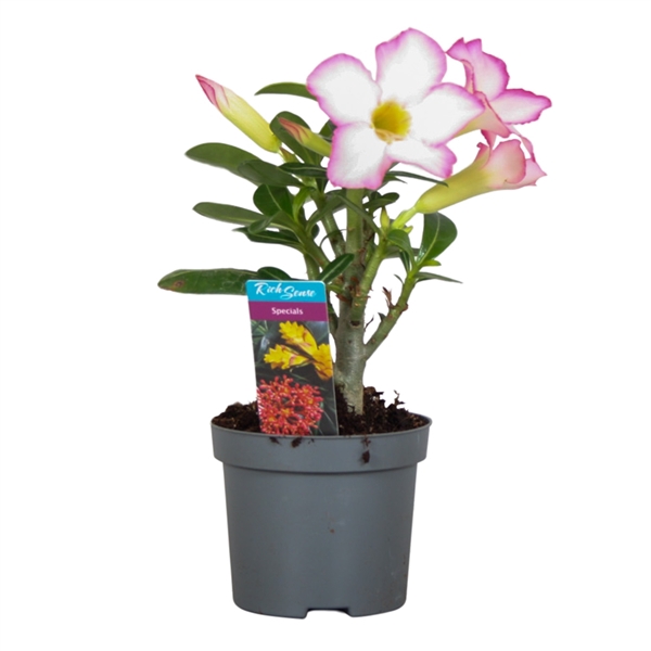 <h4>Adenium obesum pink star 9cm</h4>