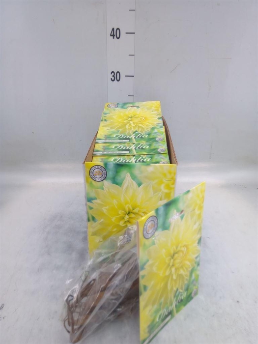 <h4>Dahlia   ...flowerbulbs</h4>