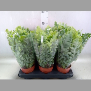 Phlebodium aureum 'Davana'
