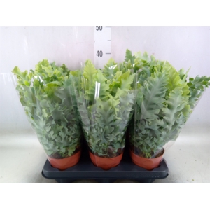 Phlebodium aureum 'Davana'