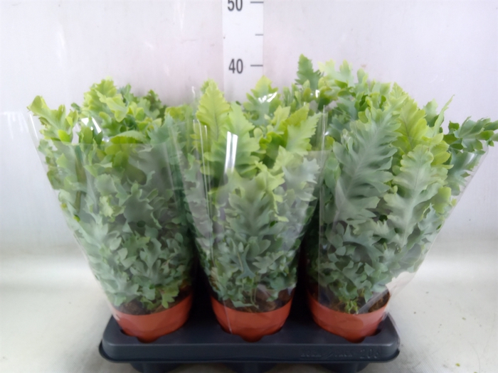 <h4>Phlebodium aureum 'Davana'</h4>