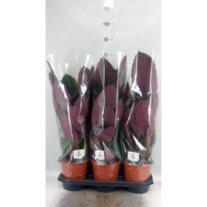 Calathea warscewiczii