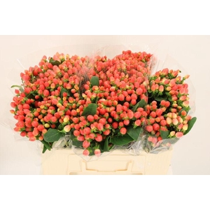 HYP MAG ROY PRINCESS