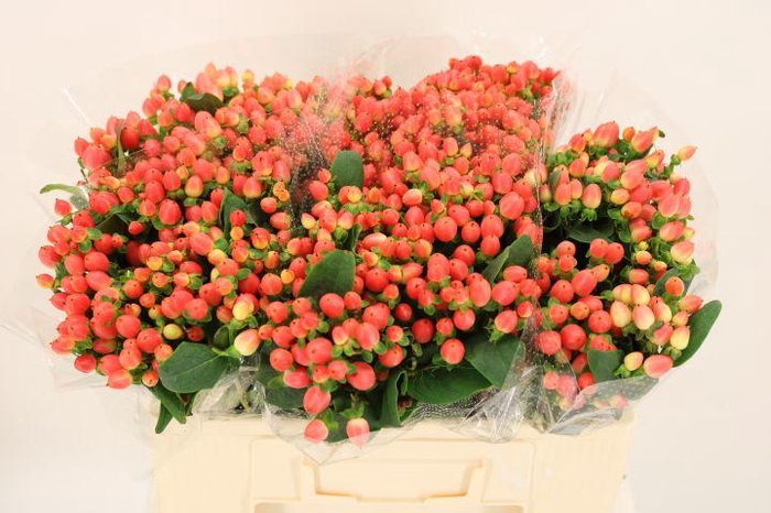 <h4>HYP MAG ROY PRINCESS</h4>