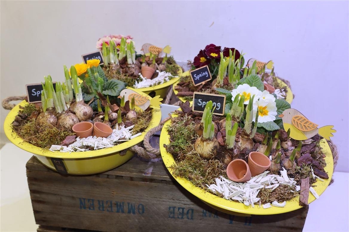 <h4>arr8 Arr Pl In Geel Zinken Schaal</h4>