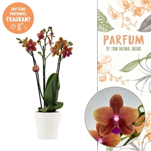 Parfum | Bolgheri in Anna wit pot | Phalaenopsis 3 spike