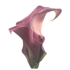 CALLA EXOTIC ROMANCE 050 CM