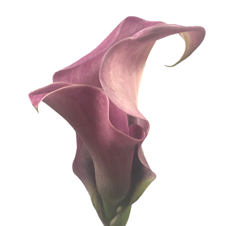 CALLA EXOTIC ROMANCE 050 CM