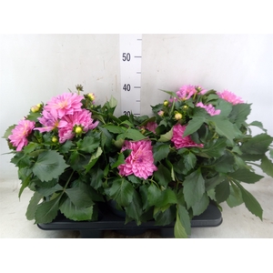 Dahlia DE 'XXL Aztec'   ...patio