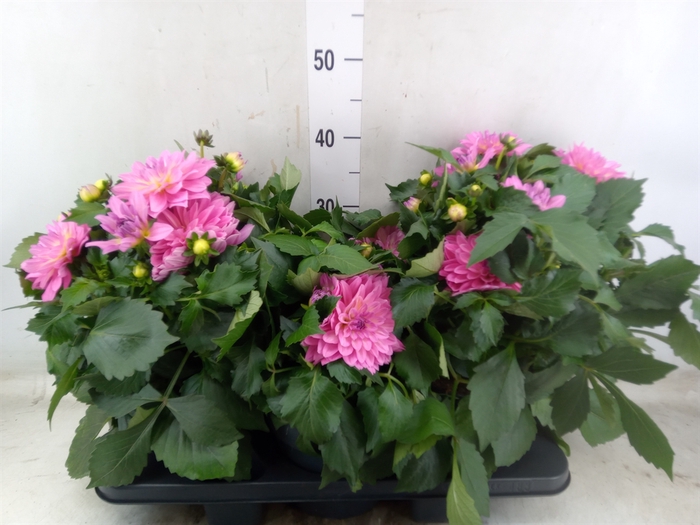 <h4>Dahlia DE 'XXL Aztec'   ...patio</h4>