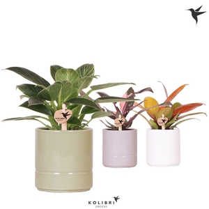 Kolibri Greens Philodendron mix in Pastel pot mix