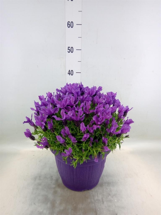 <h4>Mentha piperita</h4>