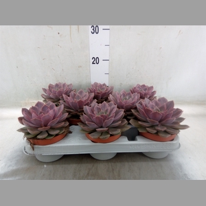 Echeveria   ...