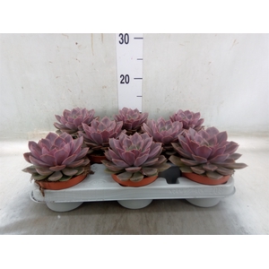 Echeveria   ...
