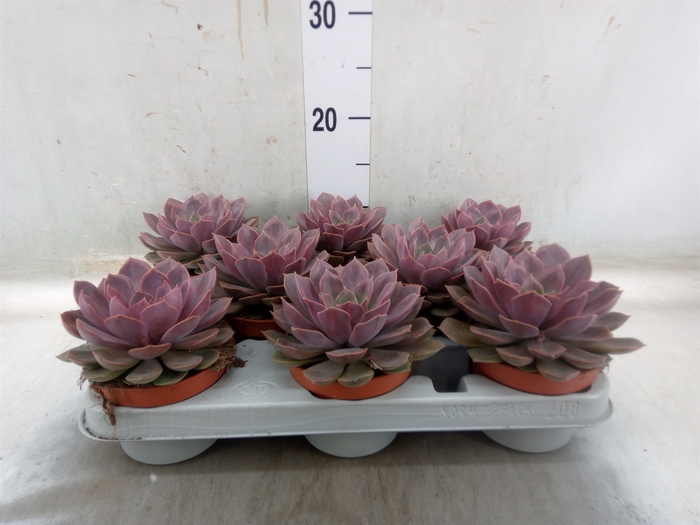 <h4>Echeveria   ...</h4>