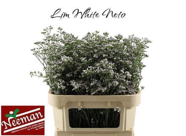 <h4>LIM WHITE NETO</h4>