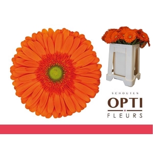 Gerbera Atlanta Water / Hoes
