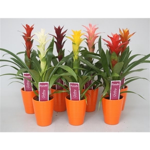 Guzmania gemengd in oranje ribbel keramiek