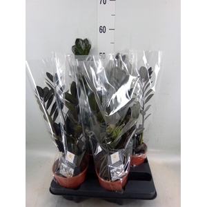 Zamioculcas zamiifolia 'Dowon'