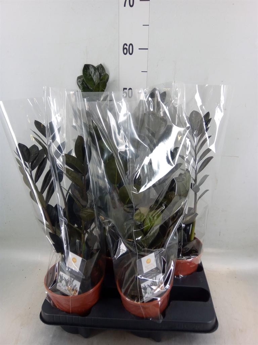 <h4>Zamioculcas zamiifolia 'Dowon'</h4>