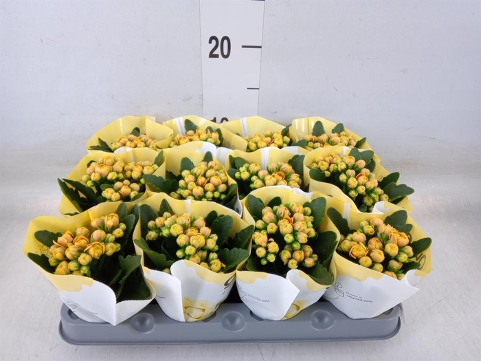 <h4>Kalanchoe 'MoreFlow Lausanne'</h4>