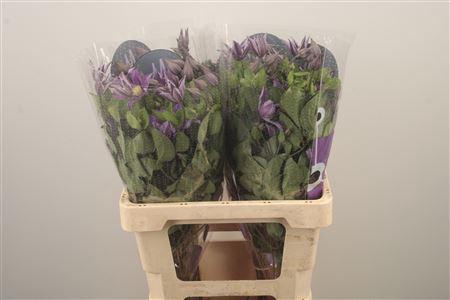 <h4>Clem Amazing Sofia</h4>