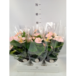 Anthurium andr. 'Spirit'
