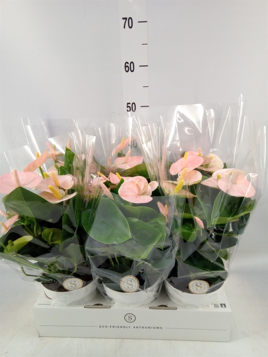 <h4>Anthurium andr. 'Spirit'</h4>