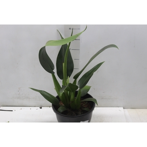 PHILODENDRON PACOVA P20
