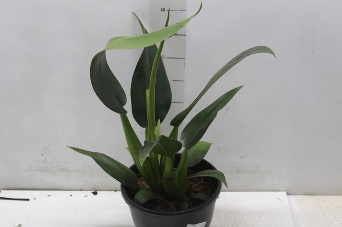 <h4>PHILODENDRON PACOVA P20</h4>