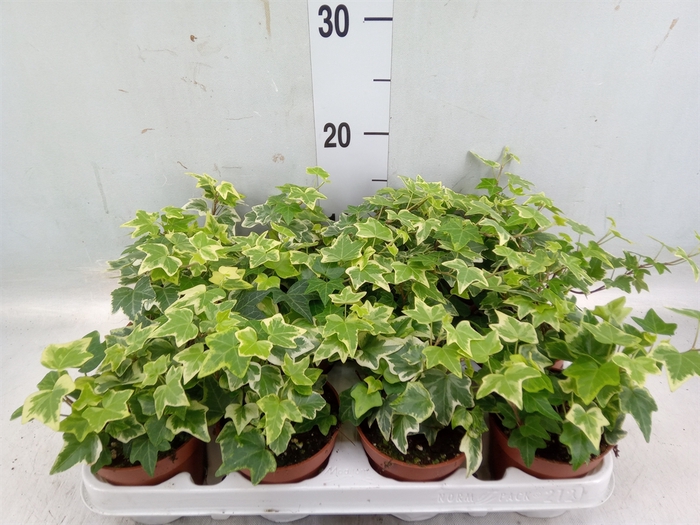 <h4>Hedera helix 'Eva'</h4>