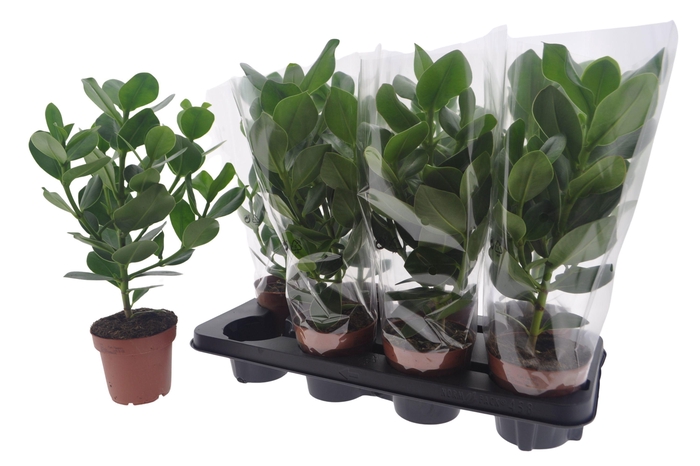 <h4>CLU RO PRINCESS</h4>