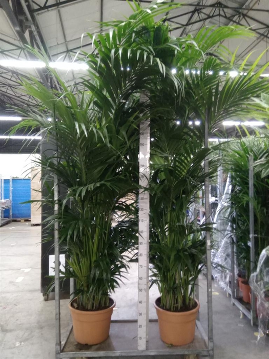 <h4>Howea forsteriana</h4>