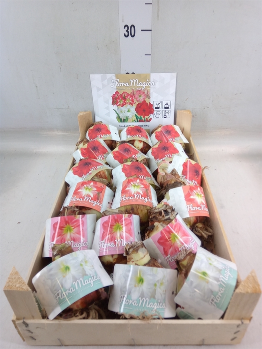 <h4>Hippeastrum   ...flowerbulbs</h4>