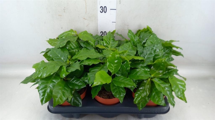 <h4>Coffea arabica</h4>